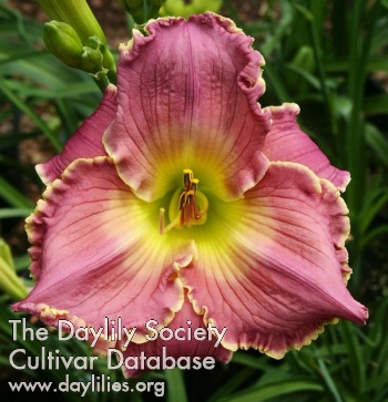 Daylily Jackie's Song
